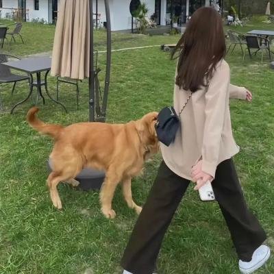 你好喵室友